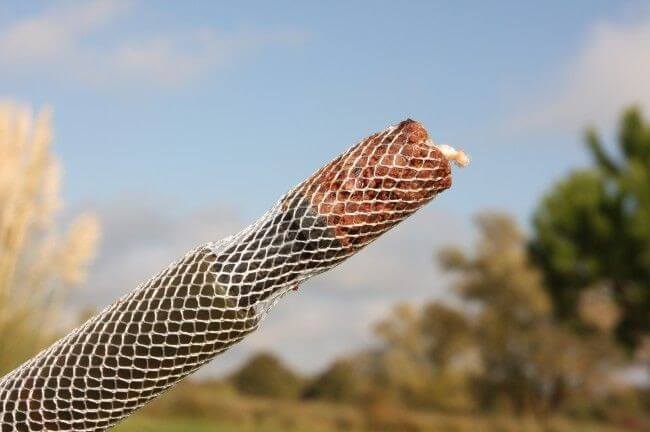 LongChuch Funnel Web 15 mm