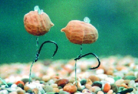 Popup Mini Tiger Nut