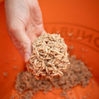 Maggot Glue